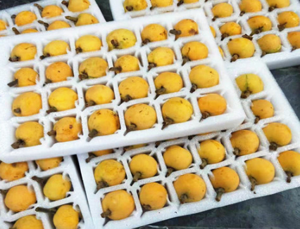 EVA泡棉廠家-琵琶托用哪種包裝材料？